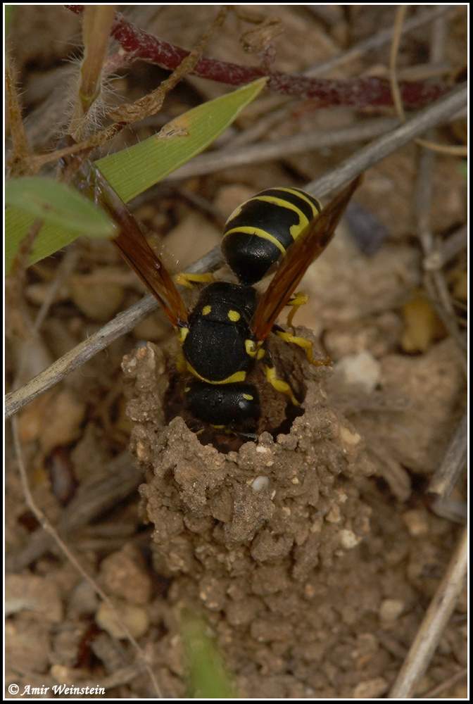 Hymenoptera d''Israele - Question (eumenid & chrysidid wasps)